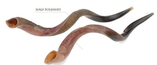 Yemenite Shofars (Kudu), Jumbo and Ex-Jumbo and Super-Jumbo and Ex-Super-Jumbo