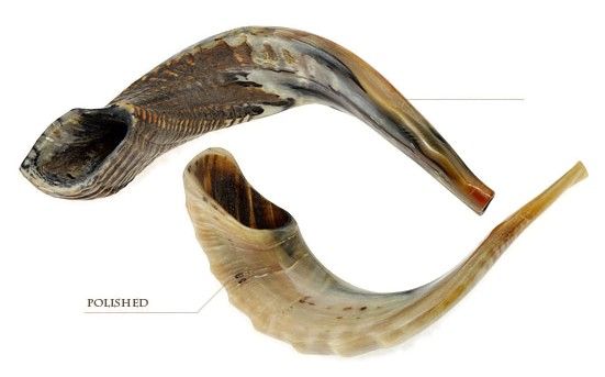 Ram's horn Shofars, AA6