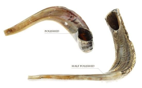 Ram's horn Shofars, AAA7
