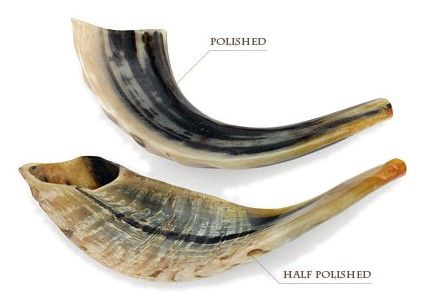 Ram's horn Shofars, D2