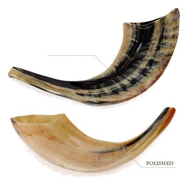 Ram's horn Shofars, E1