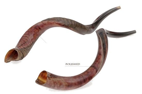 Yemenite Shofars (Kudu), Large