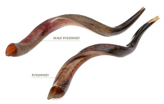 Yemenite Shofars (Kudu), Medium