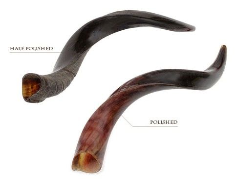 Yemenite Shofars (Kudu), Mini