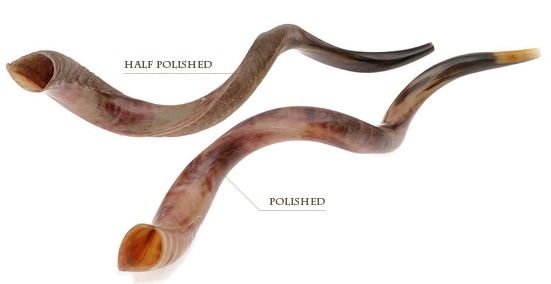 Yemenite Shofars (Kudu), Ex-Large